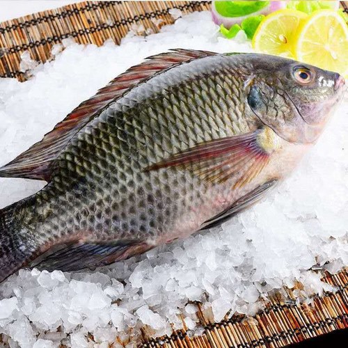Fillet Nila Segar